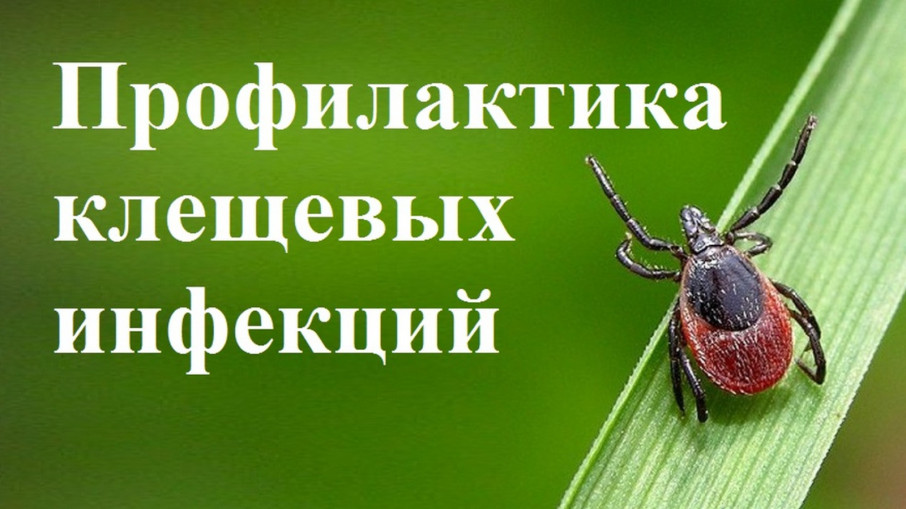 Что делать для профилактики укусов клещей? Что делать для профилактики укусов клещей?.